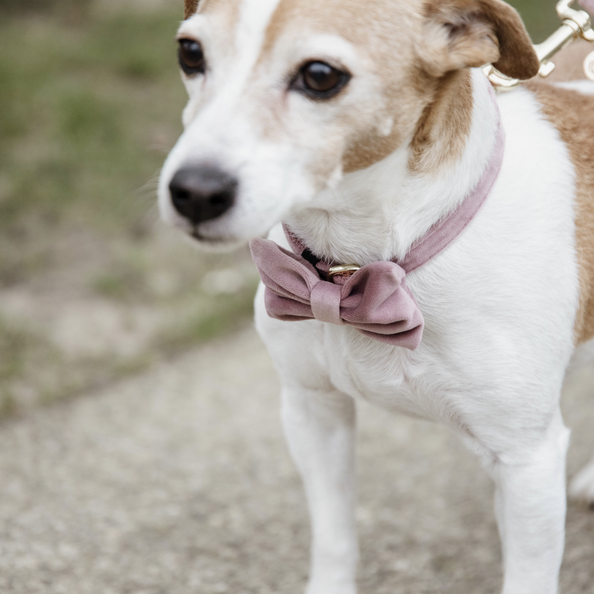 KENTUCKY DOGWEAR | Hondenstrikje Velvet - Oud Roze