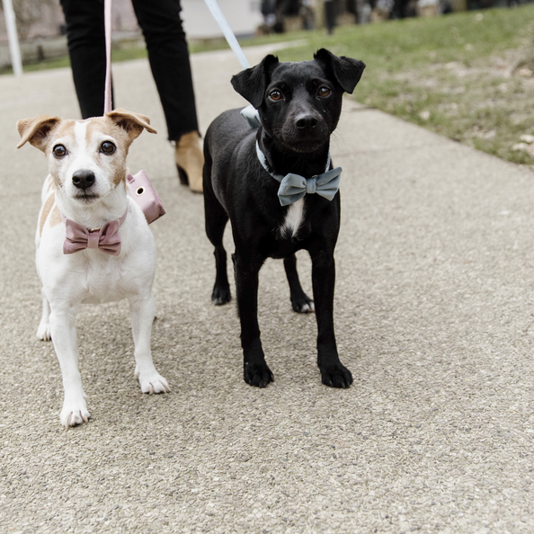 KENTUCKY DOGWEAR | Hondenstrikje Velvet - Oud Roze