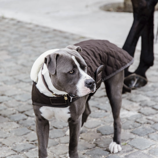 KENTUCKY DOGWEAR | Original Dog Coat - Bruin