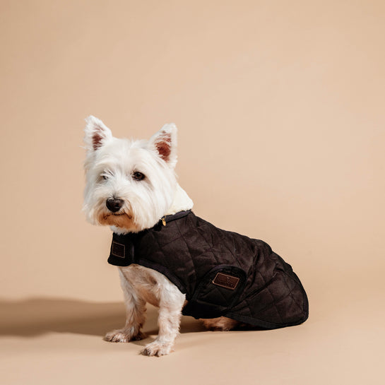 KENTUCKY DOGWEAR | Original Dog Coat - Bruin
