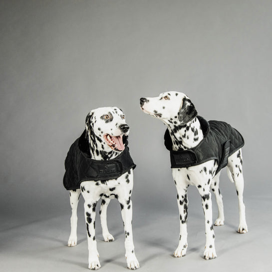KENTUCKY DOGWEAR | Original Dog Coat - Zwart