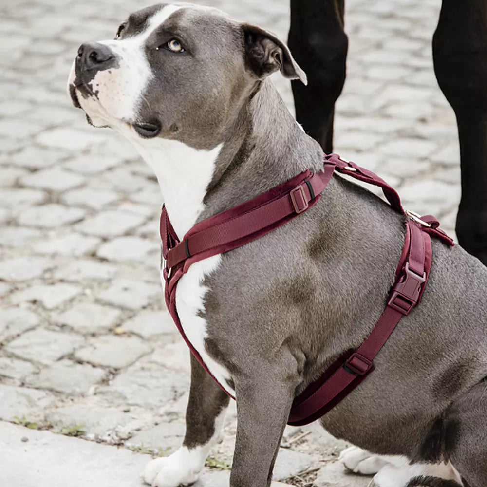 KENTUCKY DOGWEAR | Active Velvet Harnas - Bordeaux