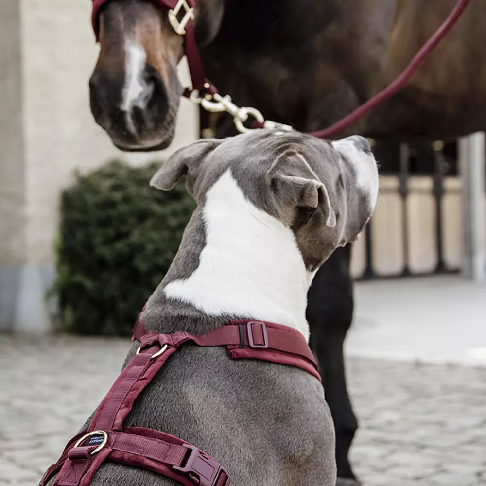 KENTUCKY DOGWEAR | Active Velvet Harnas - Bordeaux