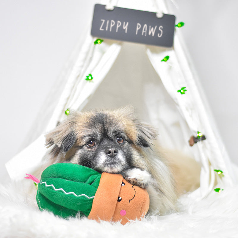 ZIPPYPAWS | Carmen the Cactus