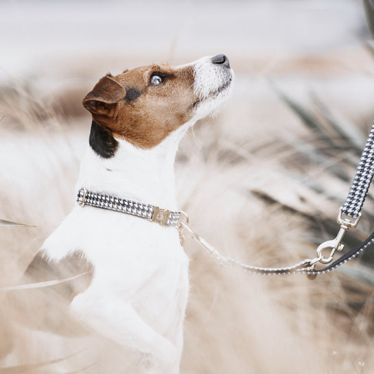 KENTUCKY DOGWEAR | Pied-de-Poule Halsband