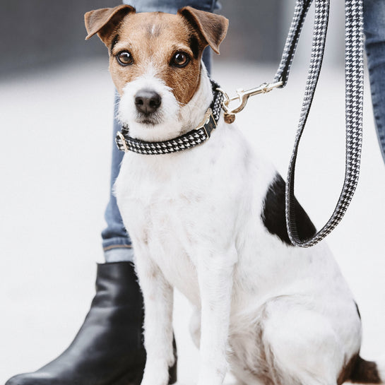 KENTUCKY DOGWEAR | Pied-de-Poule Halsband