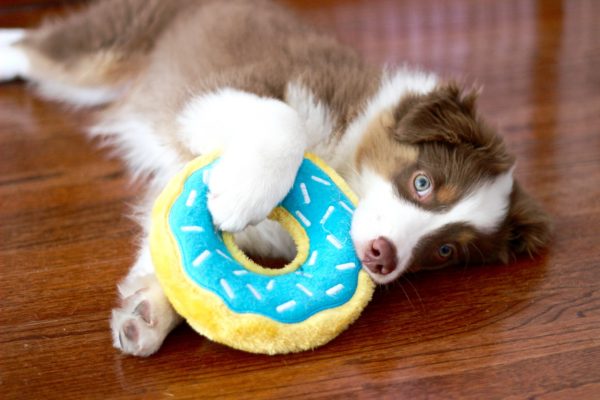 ZIPPYPAWS | Blueberry Donut