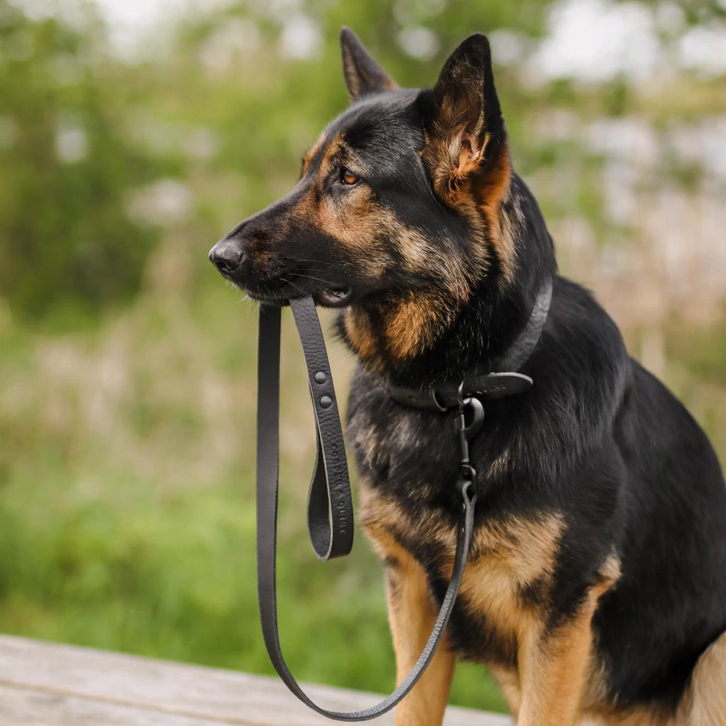 COOPER & QUINT | No Fuss Leather Leash - All Black