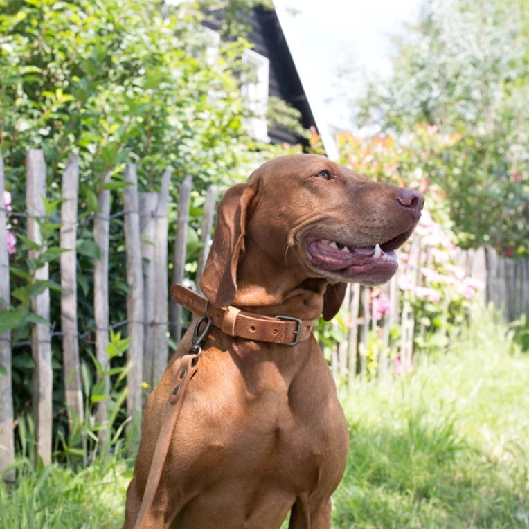 COOPER & QUINT | No Fuss Leather Collar - Camel