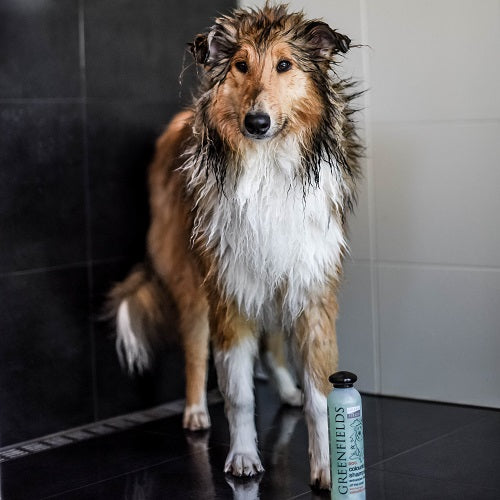 GREENFIELDS | Colourful Coat Shampoo