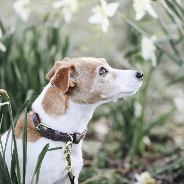 KENTUCKY DOGWEAR | Velvet Leather Halsband