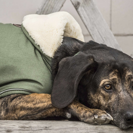 KENTUCKY DOGWEAR | Waterproof Dog Coat - Olijfgroen