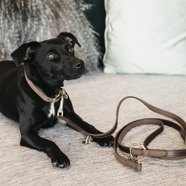 KENTUCKY DOGWEAR | Velvet Leather Leiband