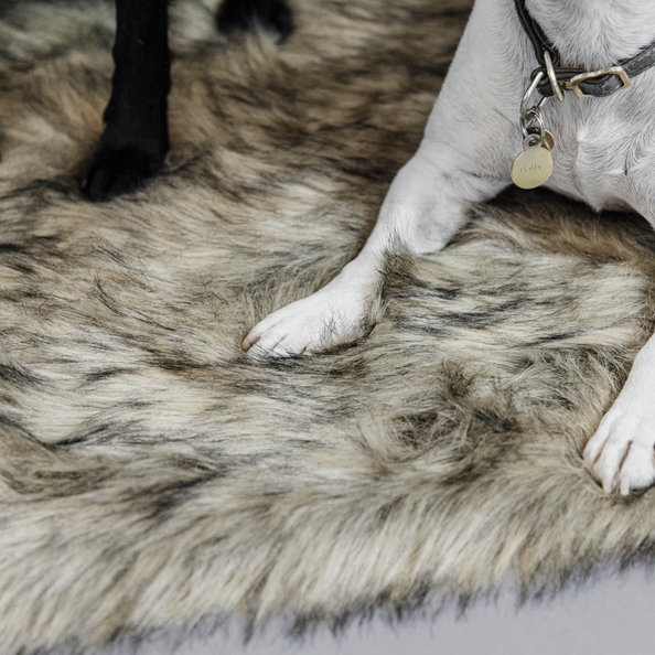 KENTUCKY DOGWEAR | Fuzzy Blanket To Go