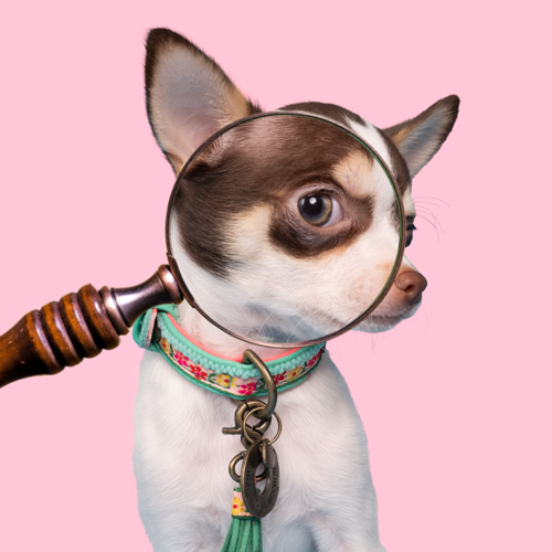 DWAM | Mini Dog Collar - Bella