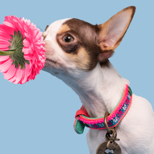 DWAM | Mini Dog Collar - Molly