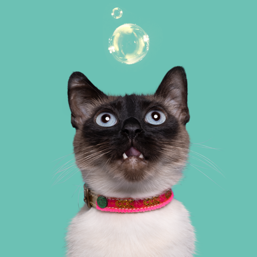 DWAM | Roxy Cat collar