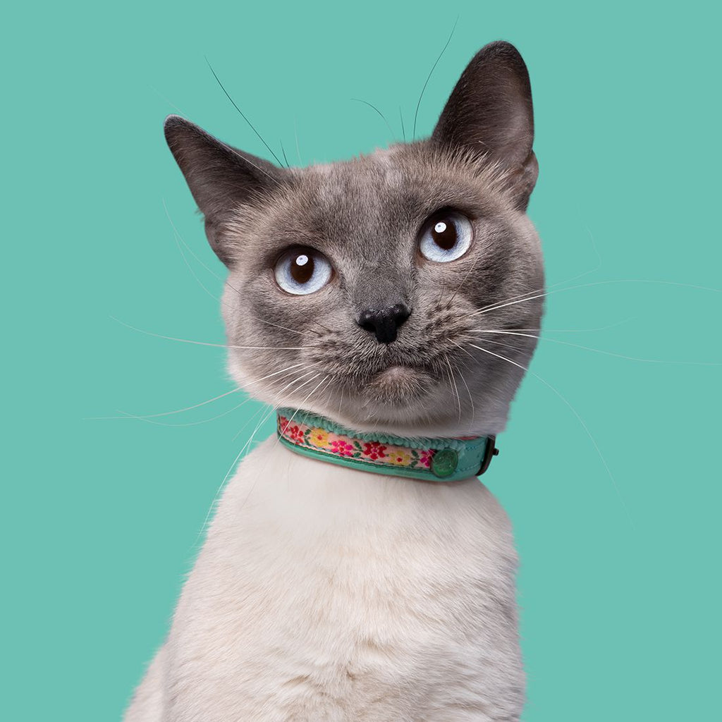 DWAM | Kitty Cat Collar