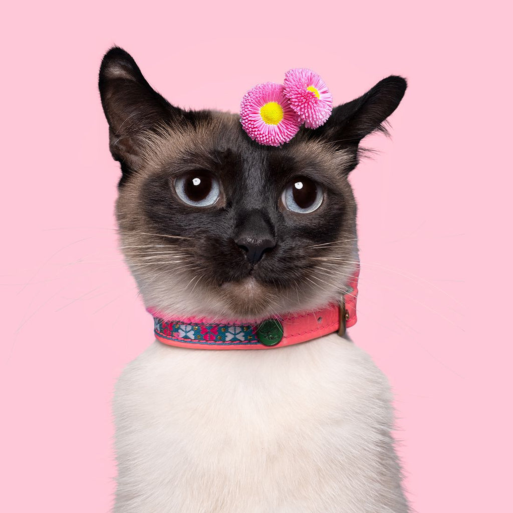 DWAM | Missy Cat Collar