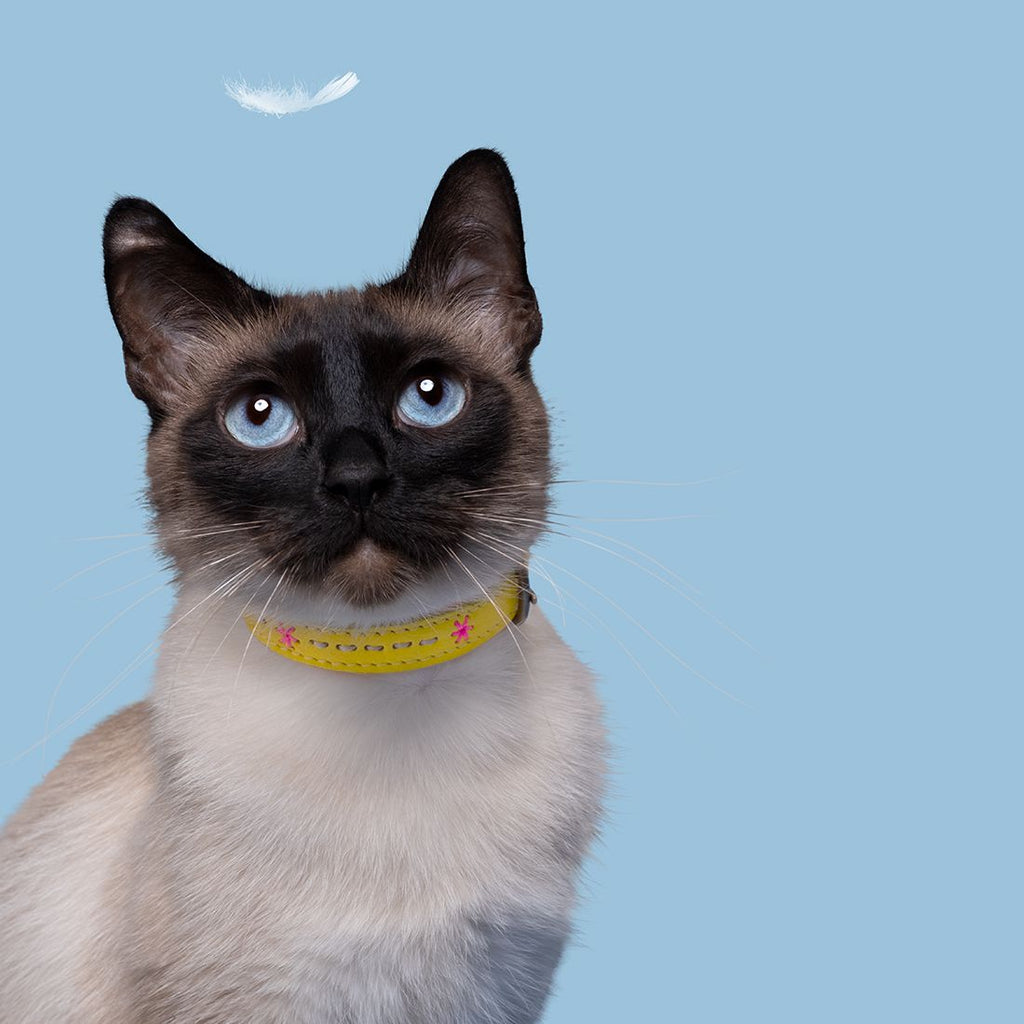 DWAM | Ollie Cat Collar